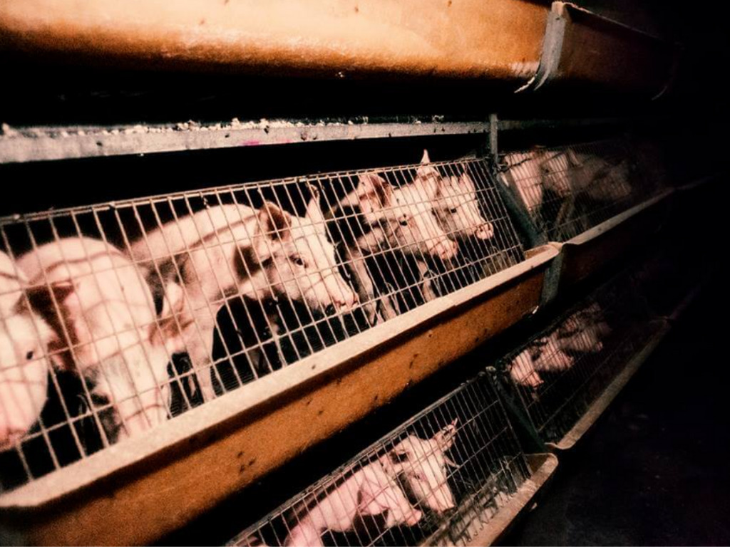 . To Phase Out Factory Farm Cages For 300M Animals By 2027