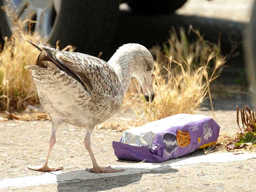 Not Just the Sea: Over 1,550 Wildlife Species Have Eaten Plastic Waste,  Study Finds