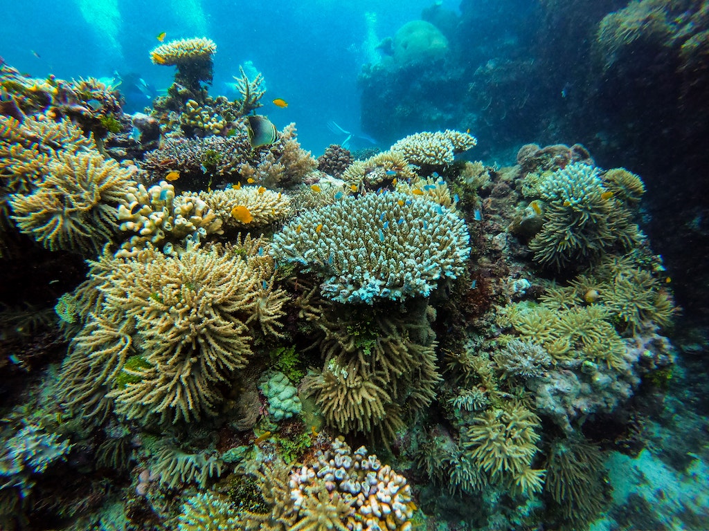 Great Barrier Reef Avoids 'In Danger' Downgrade After Australian