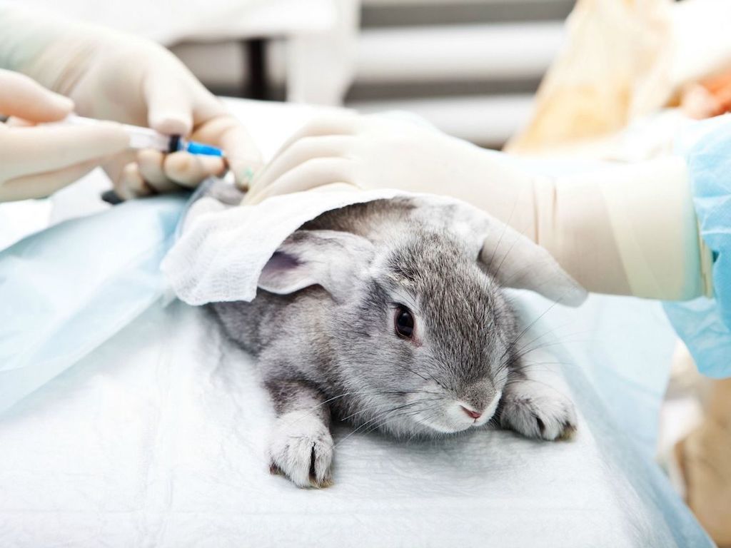 Mexico Bans Animal Testing For Cosmetics In First For North America