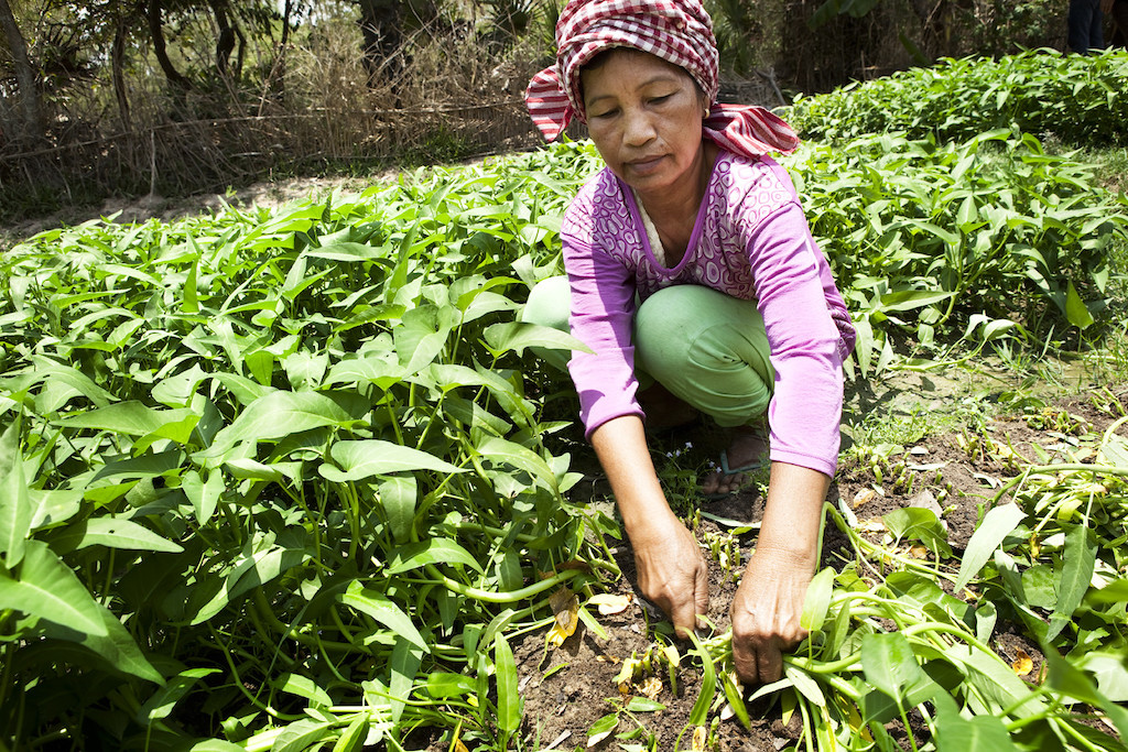 nestle regenerative agriculture