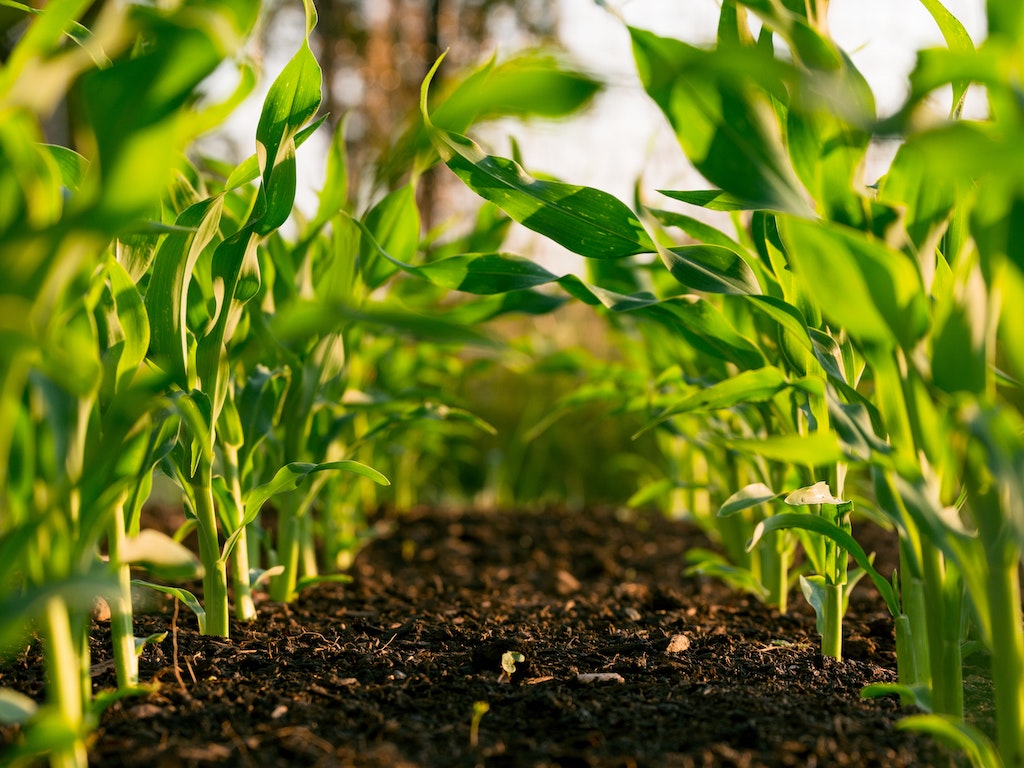 6 Sustainable Agriculture Buzzwords You've Been Hearing Lately