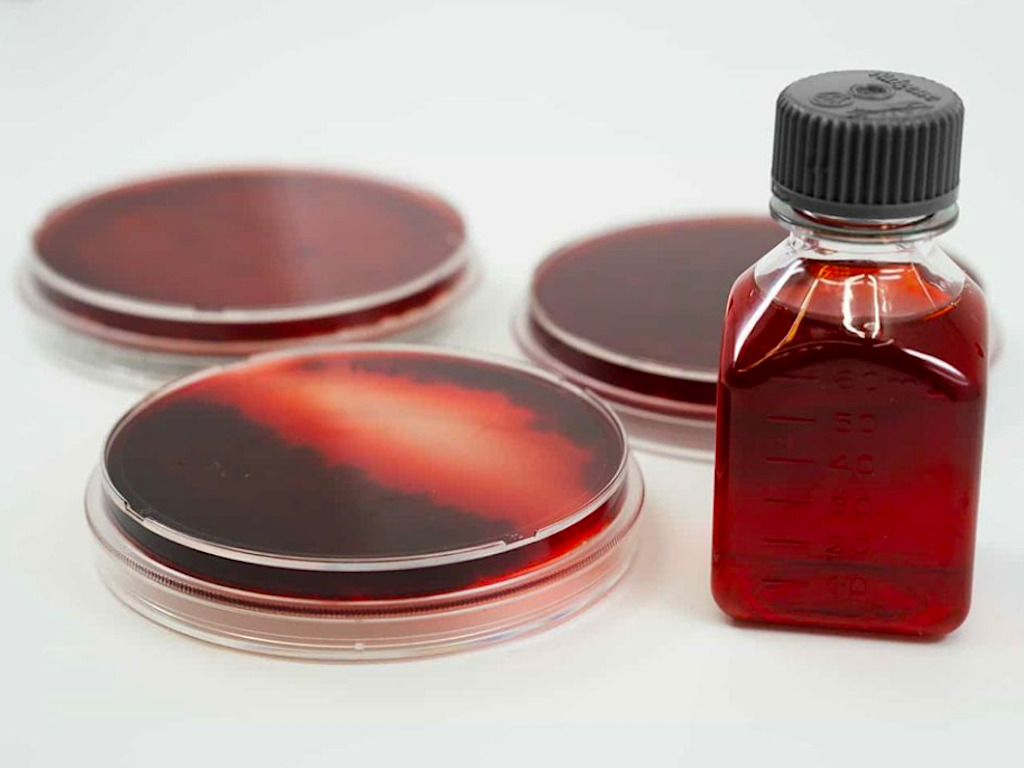 Phytolon startup raises over $4M for natural, plant-based food coloring –