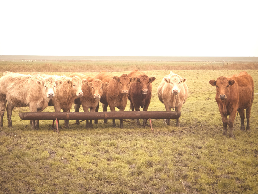 Uitzetting van vee uit Nederland om stikstofuitstoot te beheersen: werkt het?