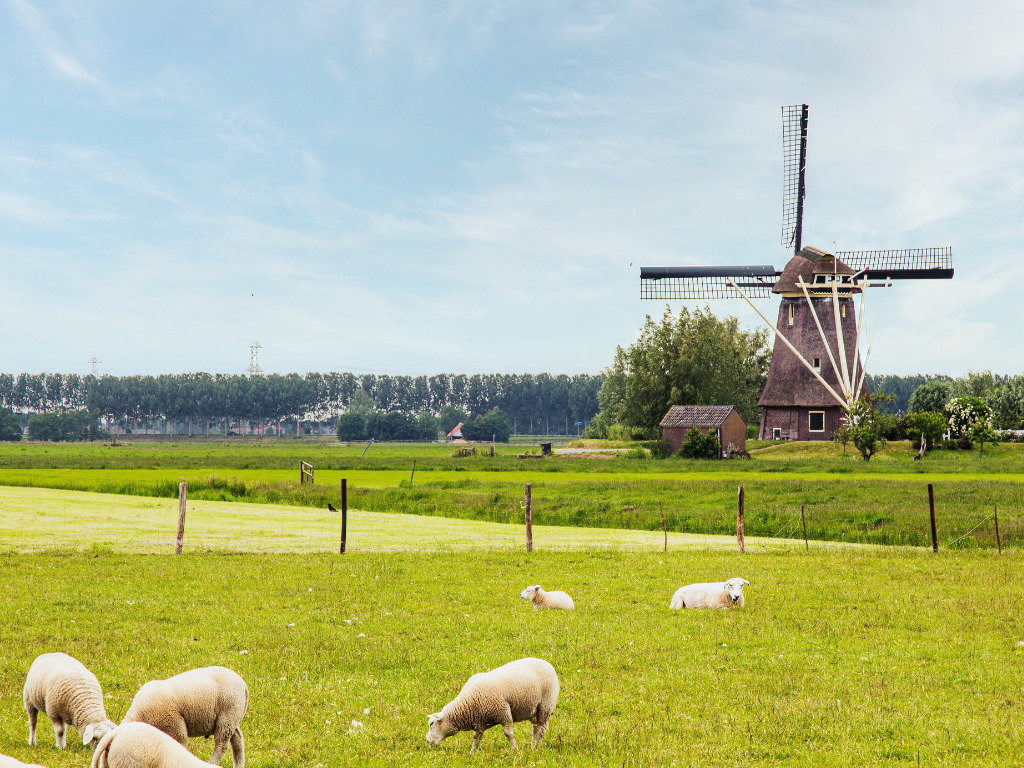 Evicting Cows From the Netherlands to Curb Nitrogen Emissions: Will It Work?