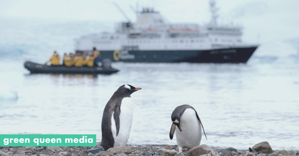 Thanks, Climate Change? New Penguin Colonies Discovered As Birds Move South Due to Rising Temperatures - Green Queen Media