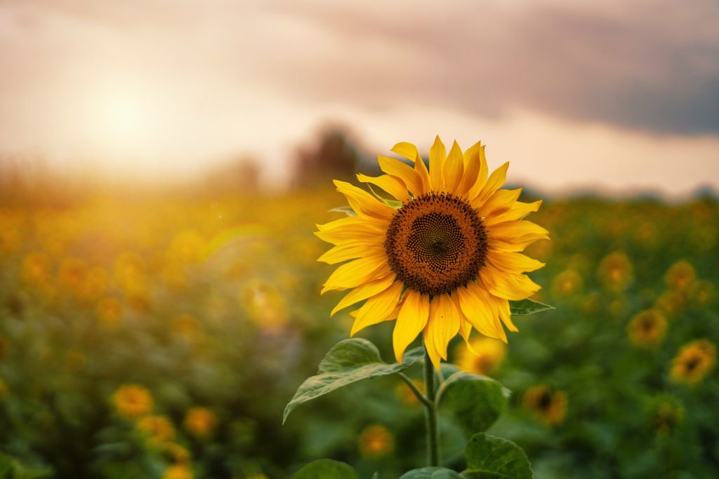 sunflowers in cargill chocolate