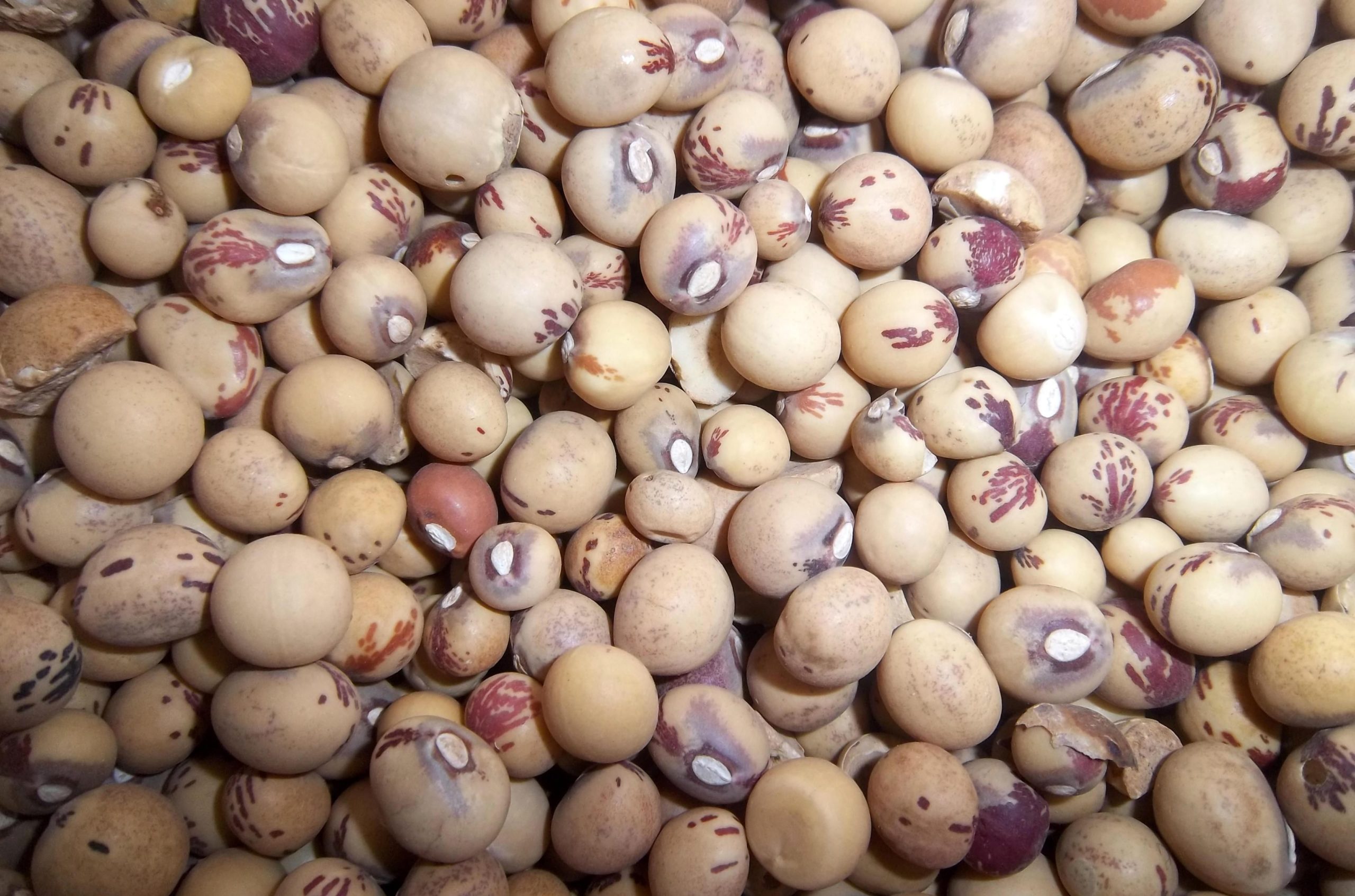 bambara nuts Green Queen