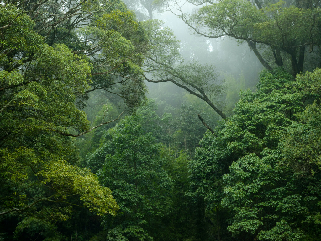 The  Rainforest Is Close to a 'Tipping Point' and the