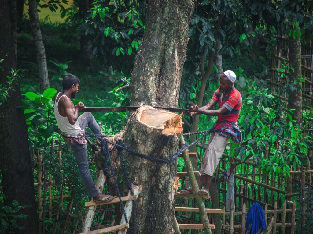 As Countries Miss Targets, Deforestation Impact Underestimated, Says New Research