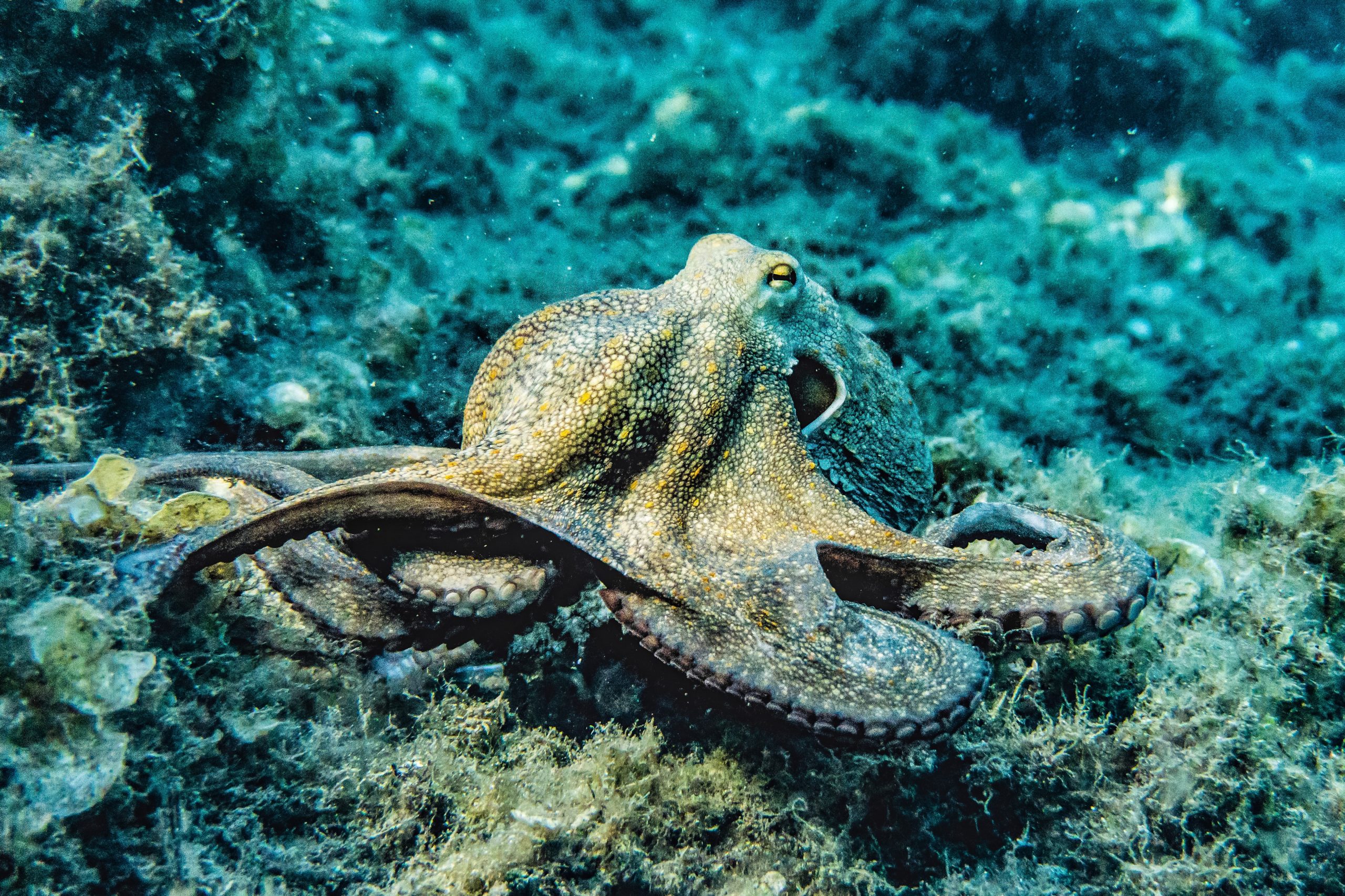 Octopus Farms Raise Massive Ethical And Evironmental Concerns