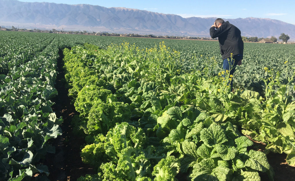 Pairwise crops