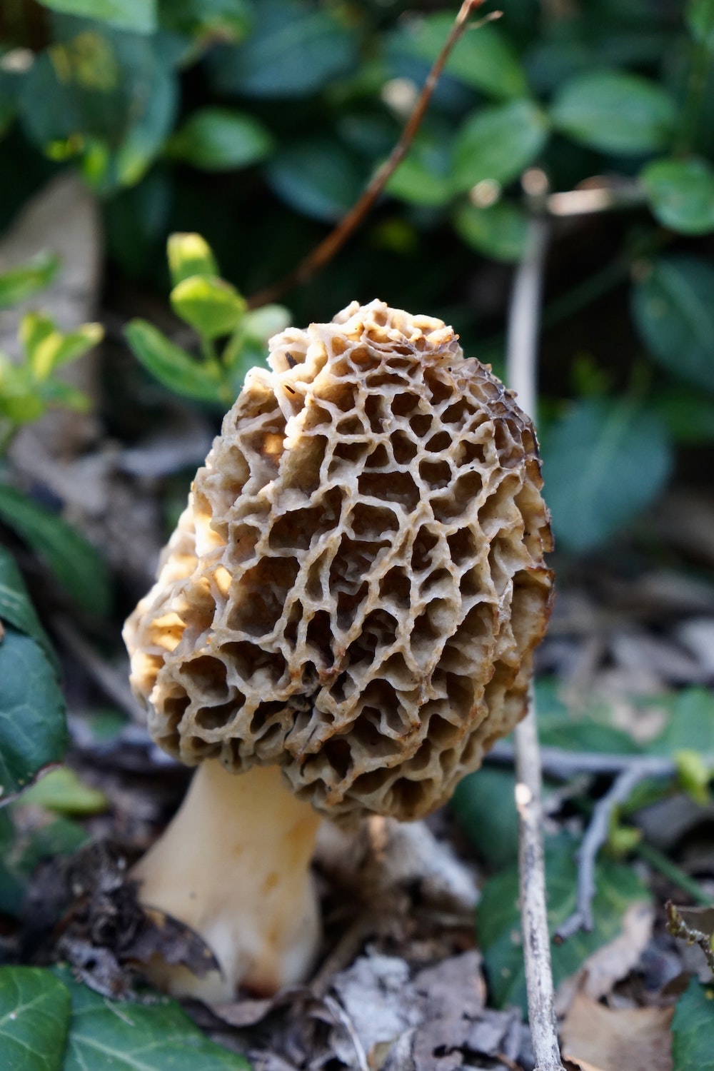 As the Mushroom Boom Continues, Scientists Grow Tricky Morels Indoors