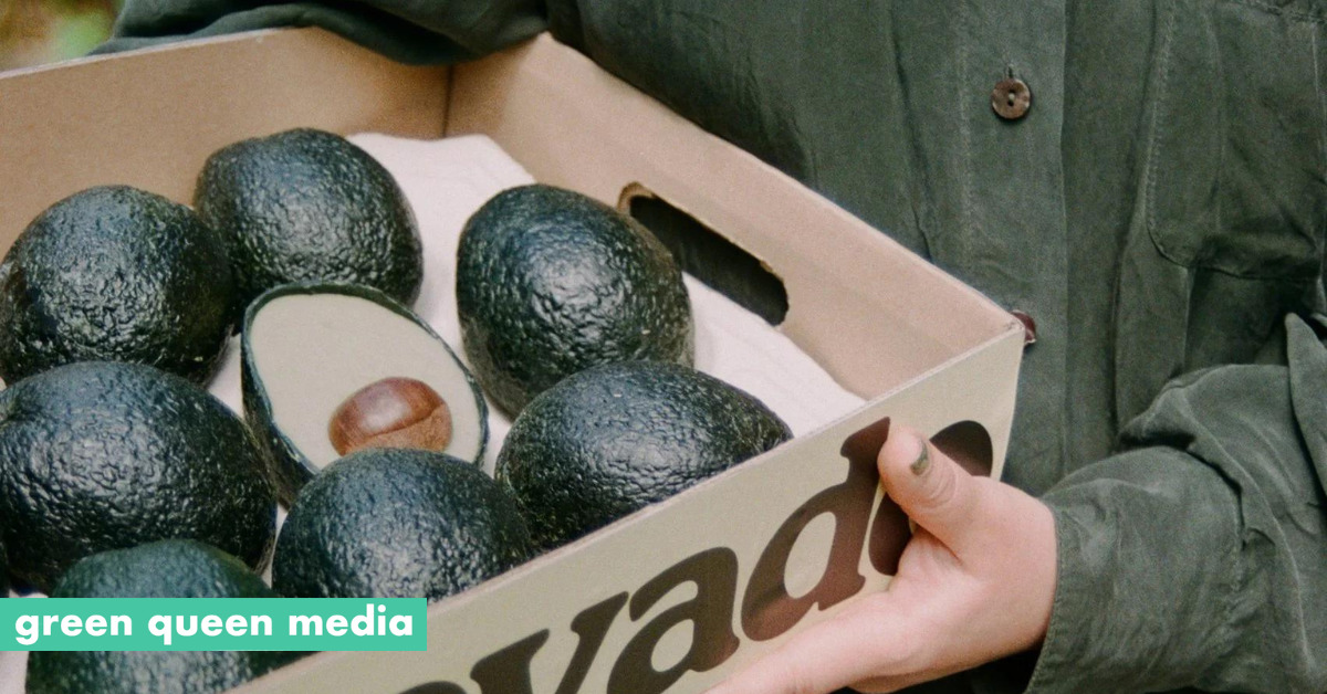 Ecovado Targets the Avocado Environmental Impact Will Consumers Buy It?
