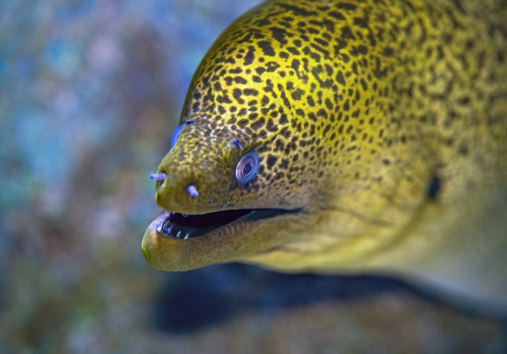 eel