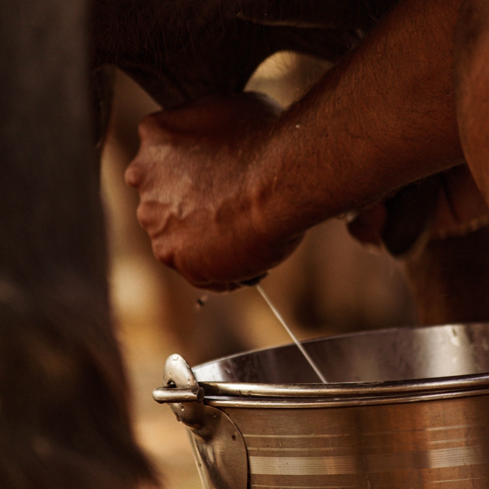close up shot of a cow being milked