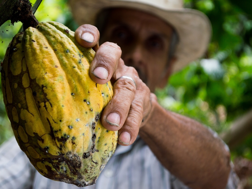 A man holds up a cocoa fruit