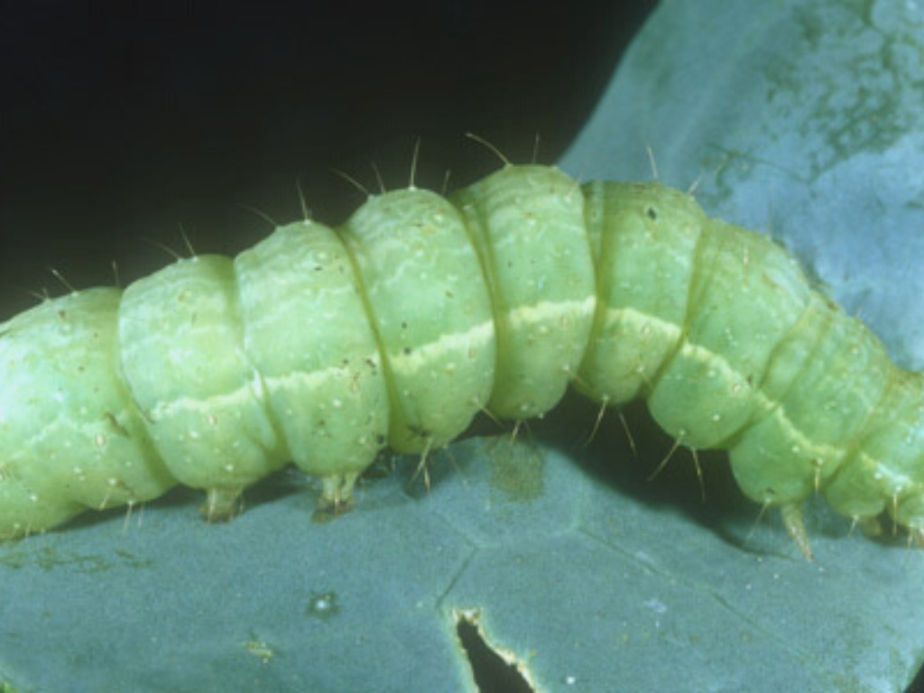 cabbage looper caterpillar
