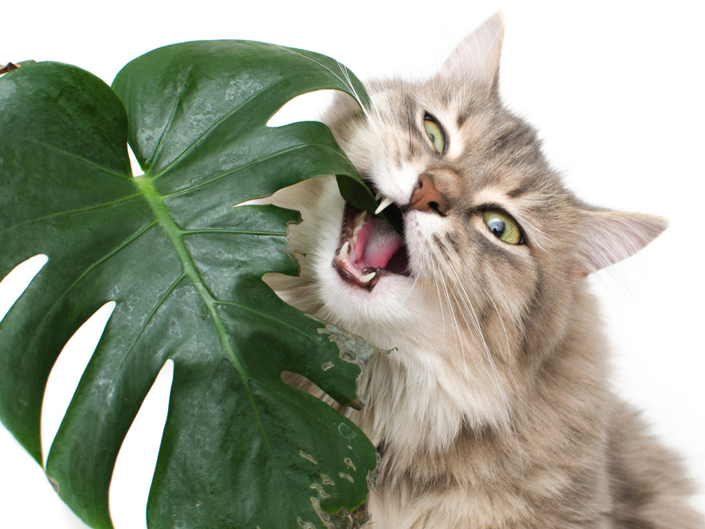 plant based cat food
