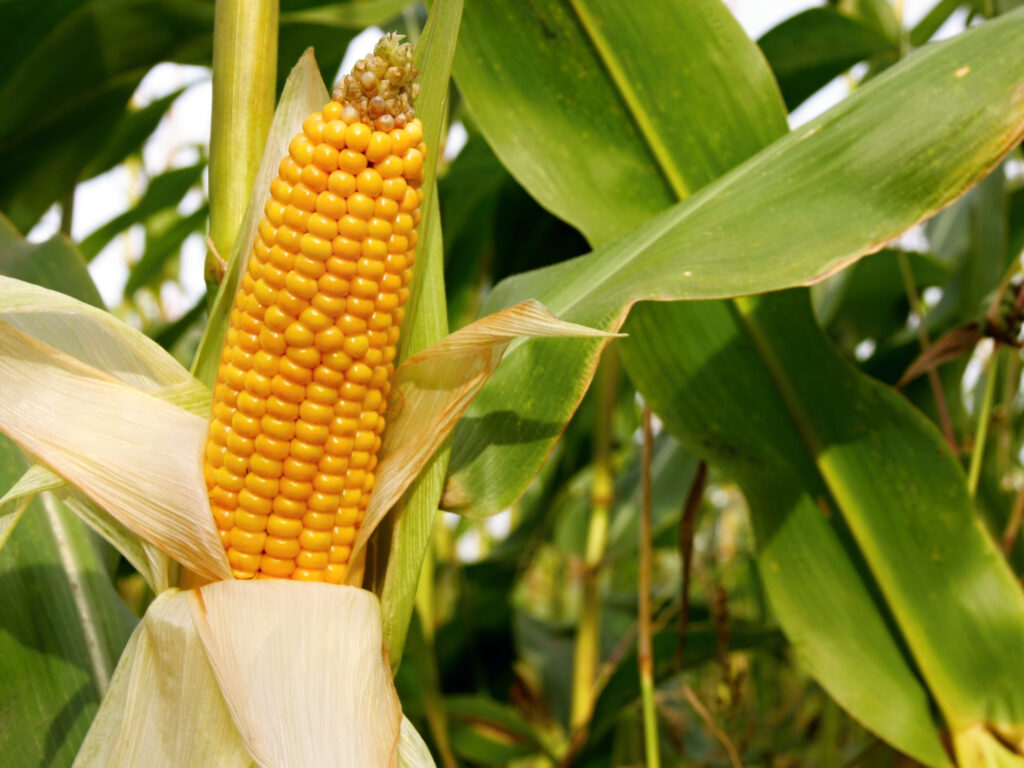 corn shortage