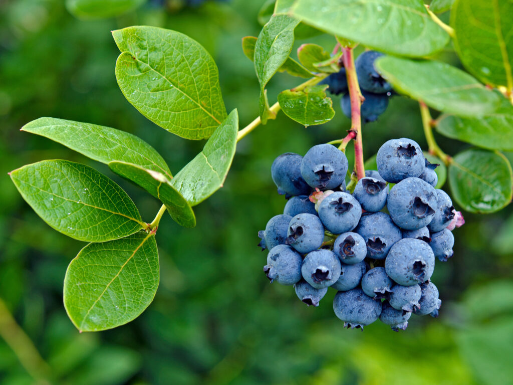 blueberry shortage