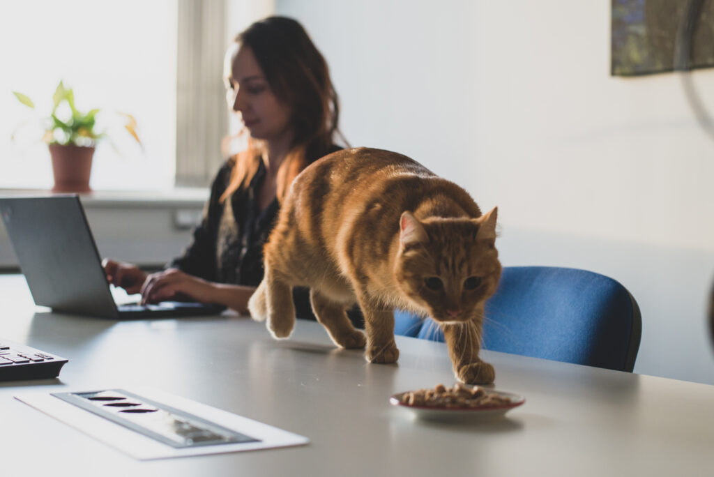 lab grown pet food