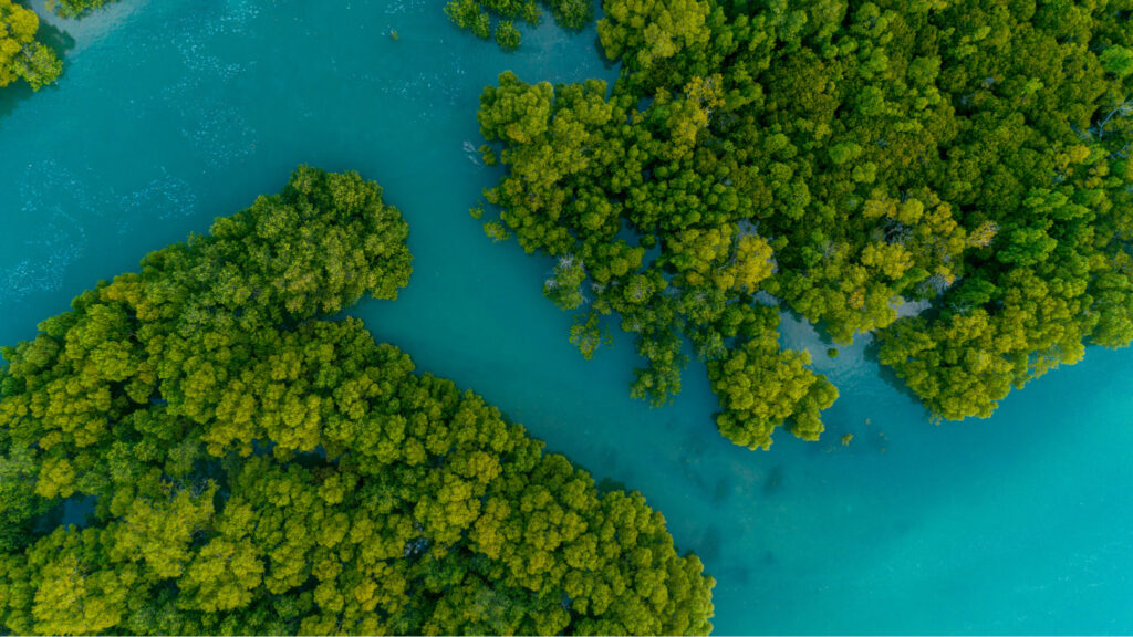 Seguro contra el cambio climático: protegiendo los manglares de México