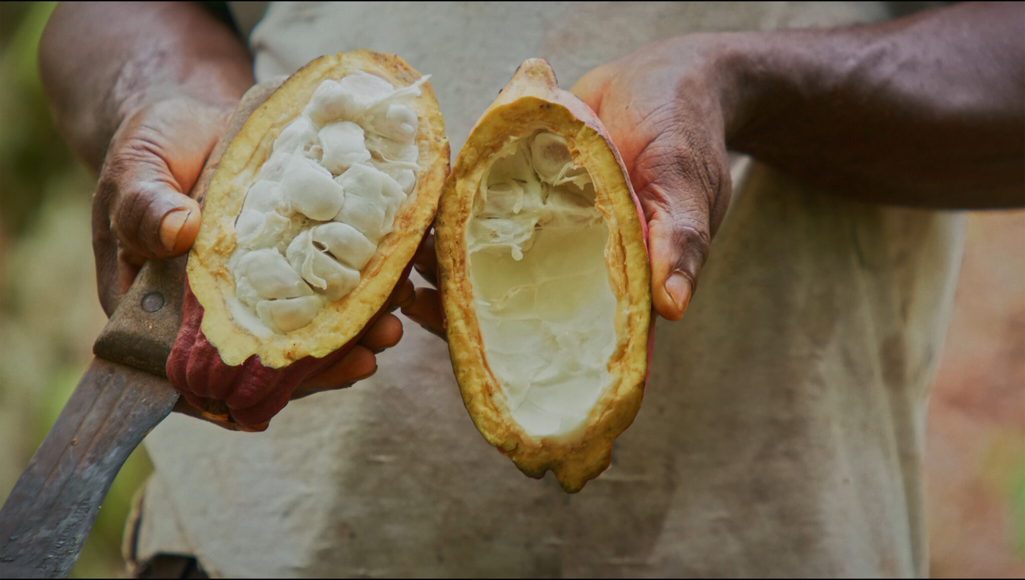 Upcycled Cacao Startup Koa Secures 15M in Series B Funding