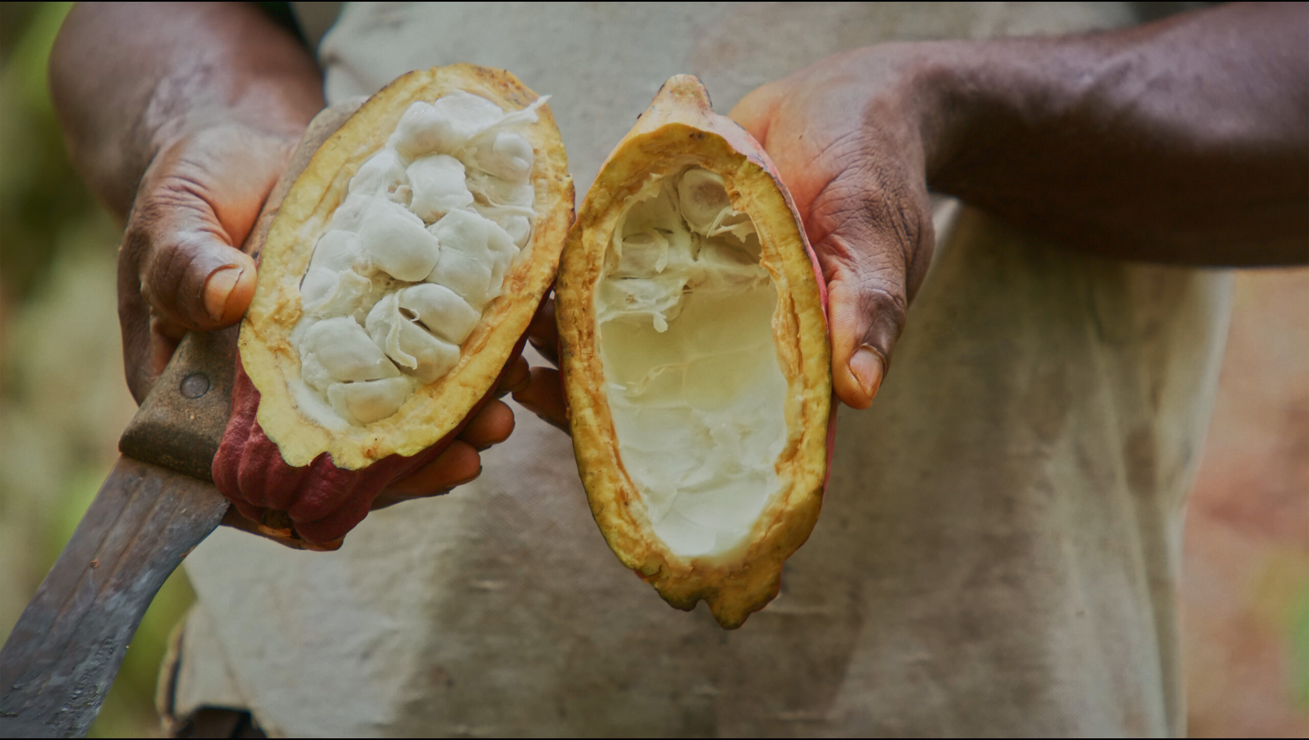 koaupycledcacaofruitjuiceghanacocoafunding3 Green Queen