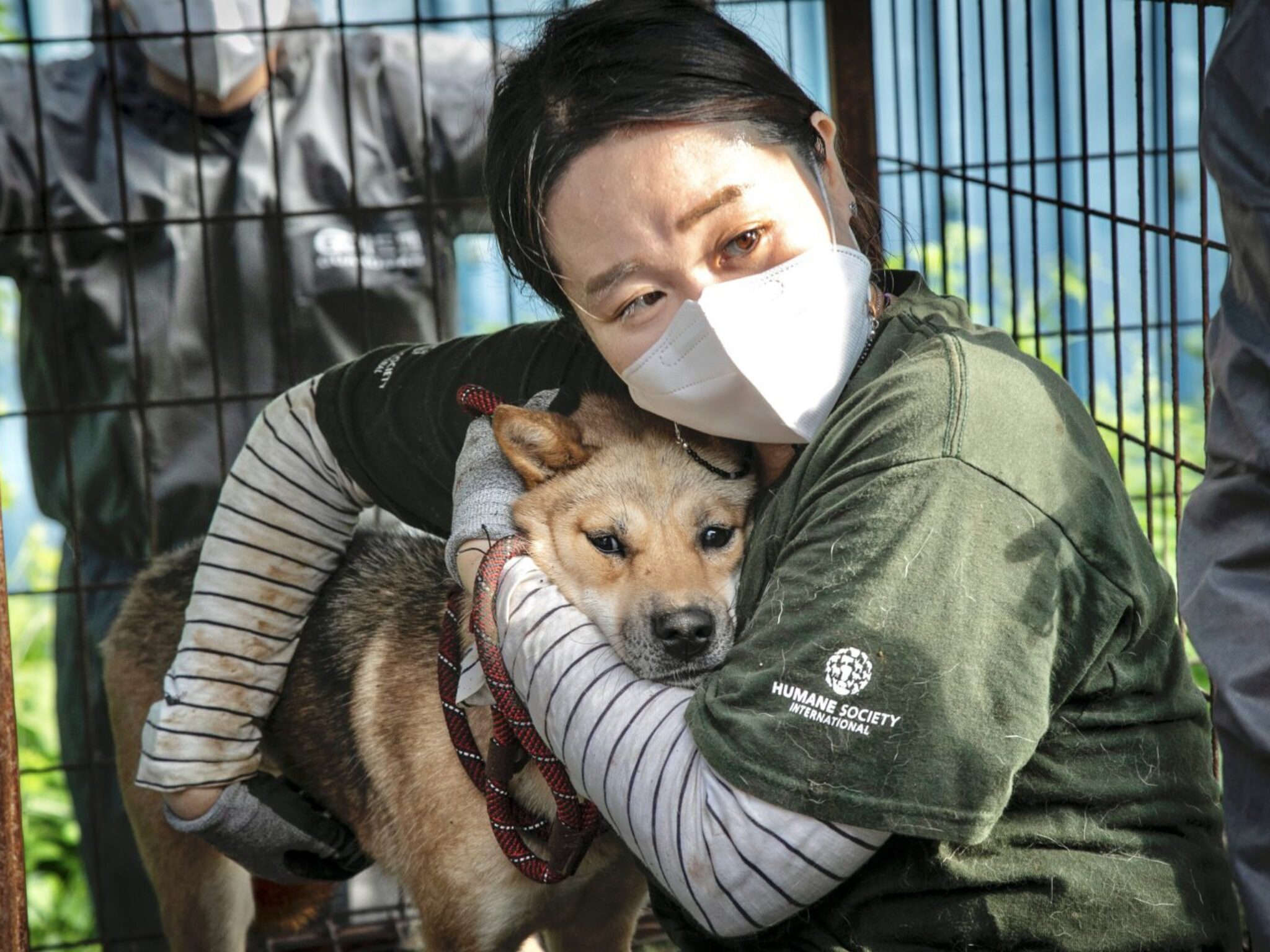 south korea dog meat ban