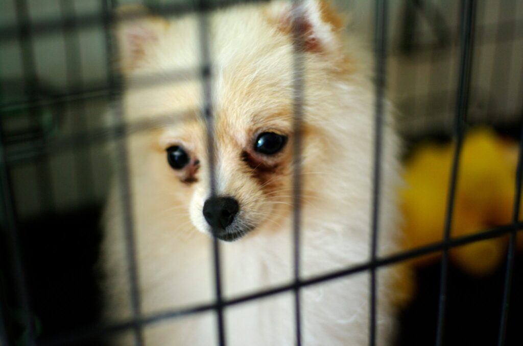 dog meat ban