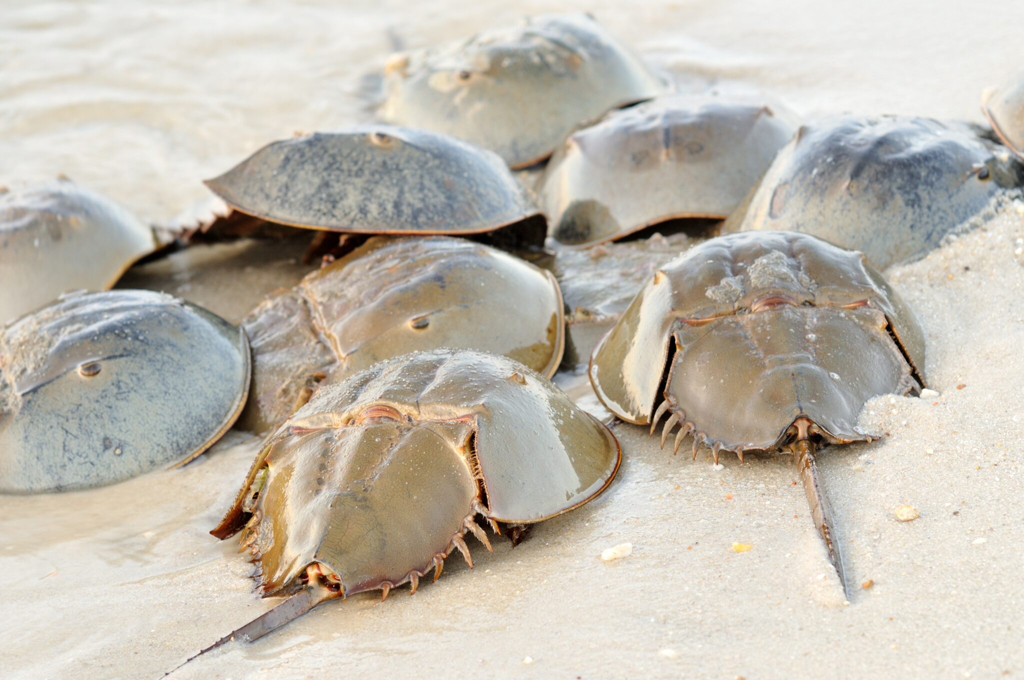 whatishorseshoecrabbloodalternativeusedfor2 Green Queen