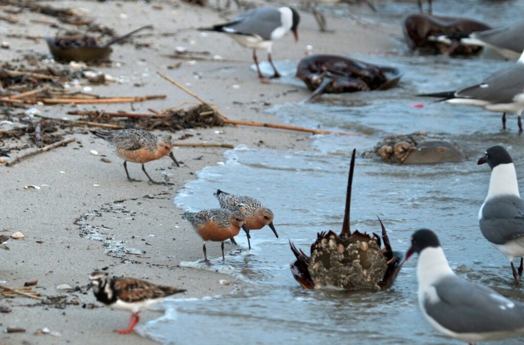 red knot horseshoe crab