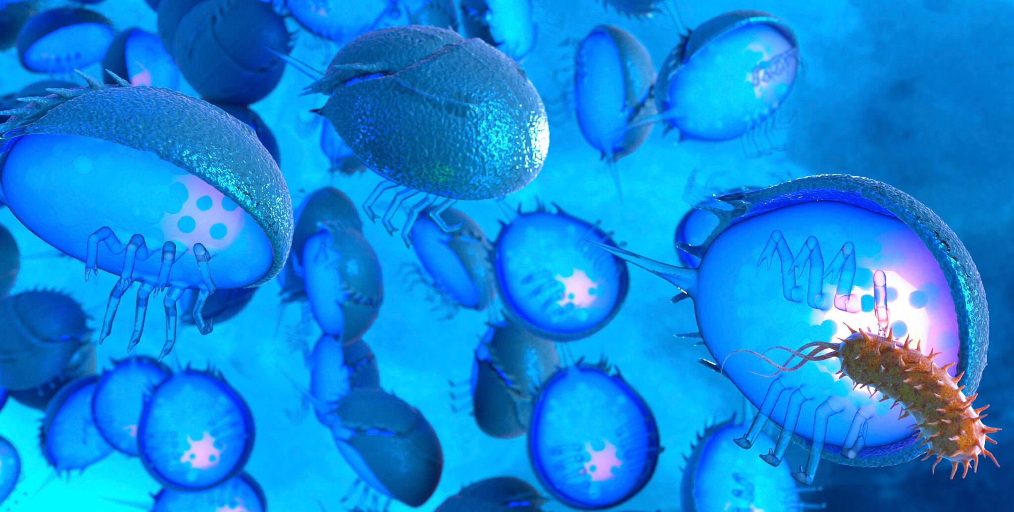 whatishorseshoecrabbloodalternativeusedfor4 Green Queen