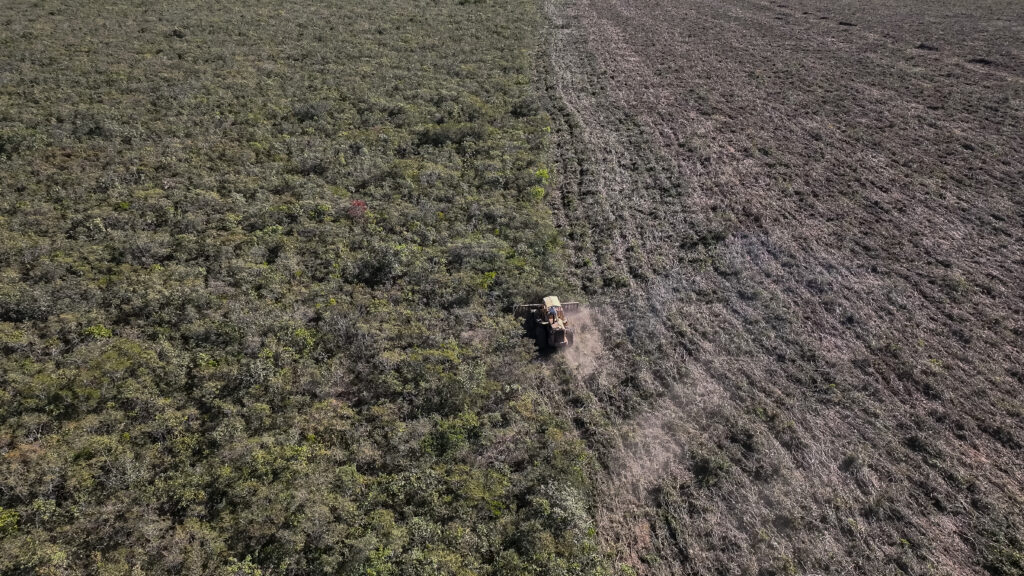 cotton deforestation