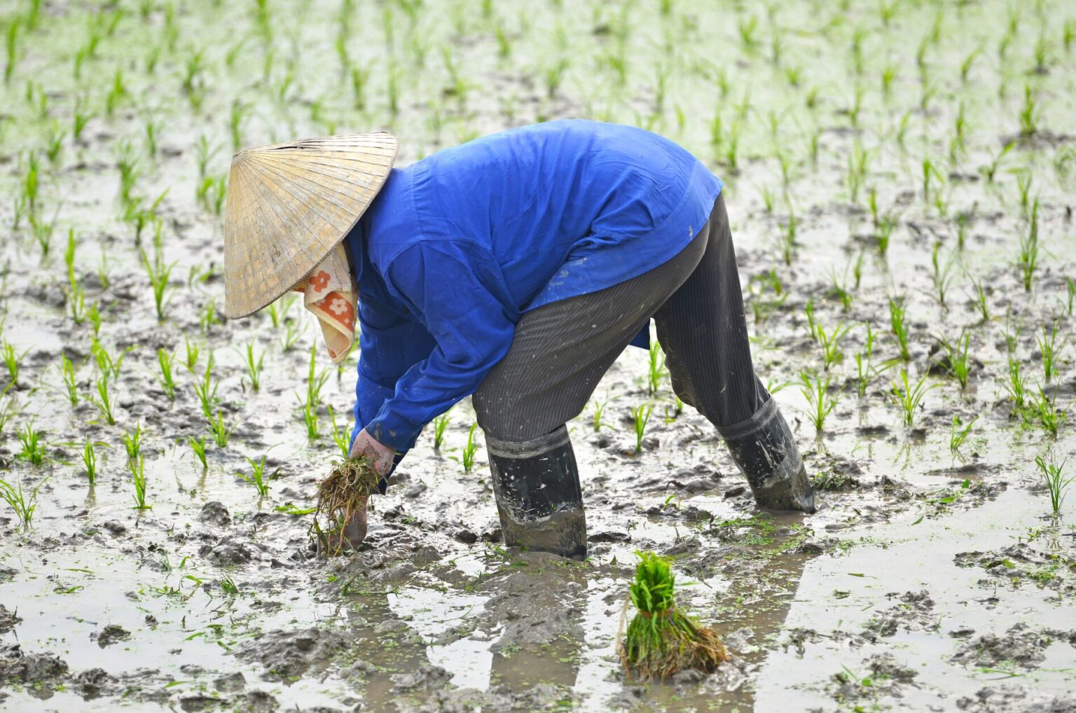 Climate Change is Raising Arsenic Levels in Rice, Putting Billions at Risk