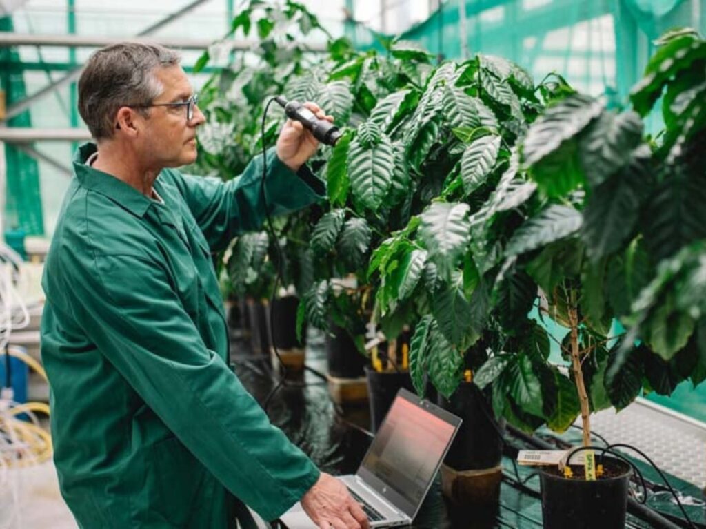 nestle climate resilient coffee