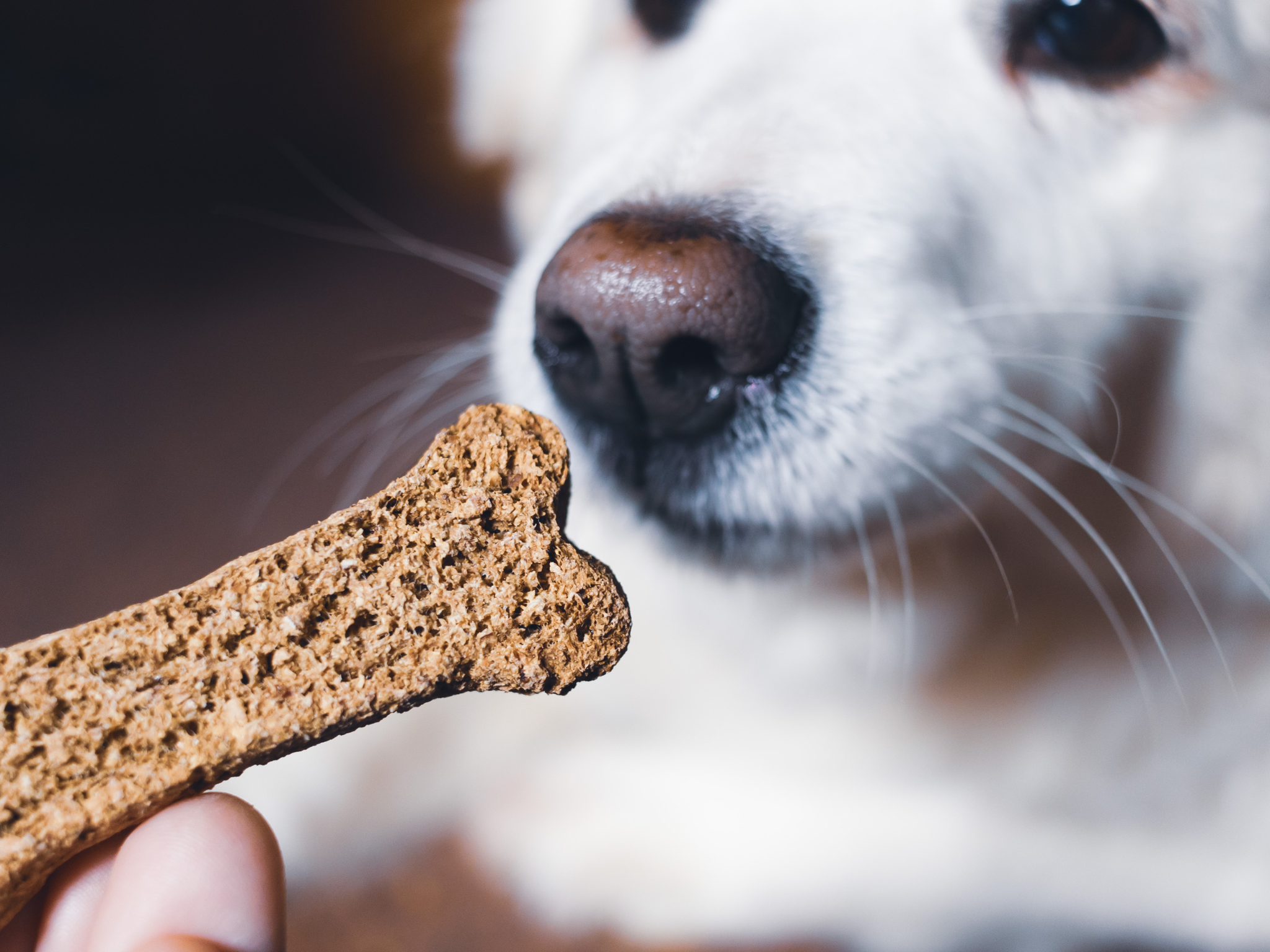 next generation pet food program