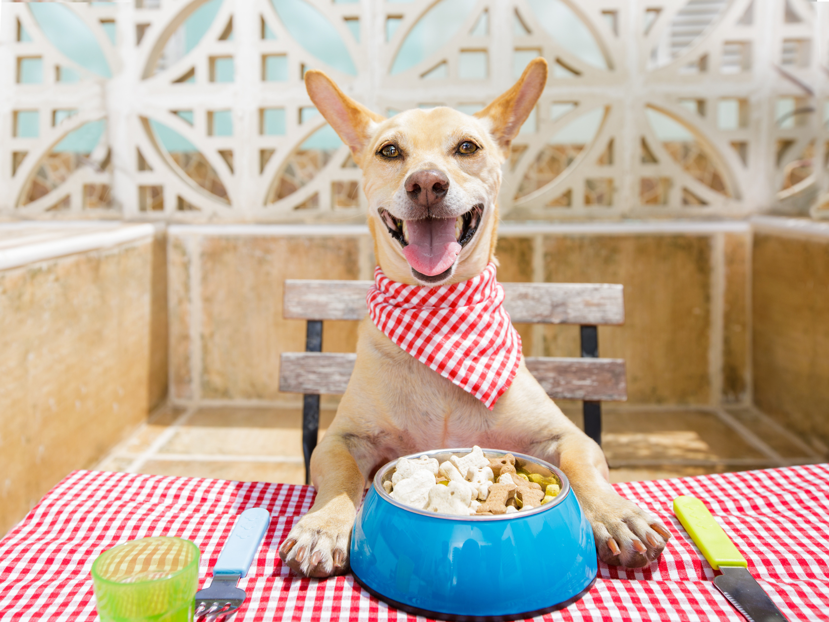 A Vegan Diet for Dogs Outperforms Meat on Health Outcomes