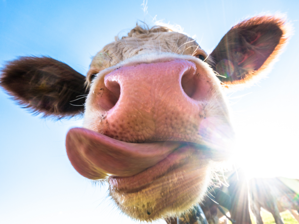 livestock methane emissions