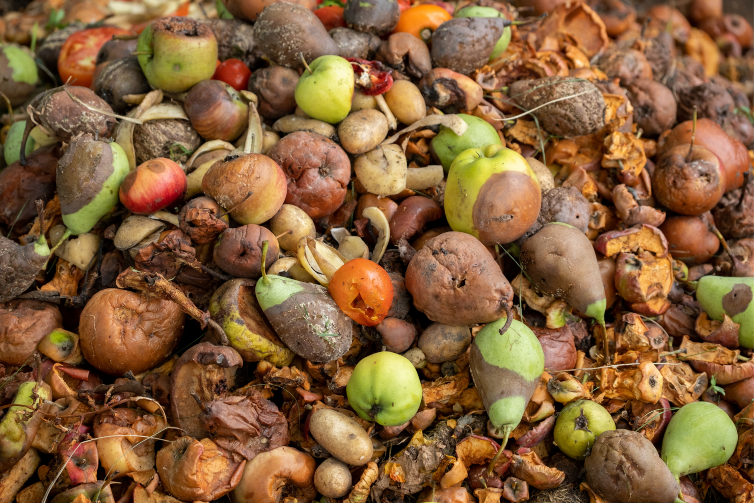 Do State Food Waste Bans Not Work? Experts Suggest Otherwise