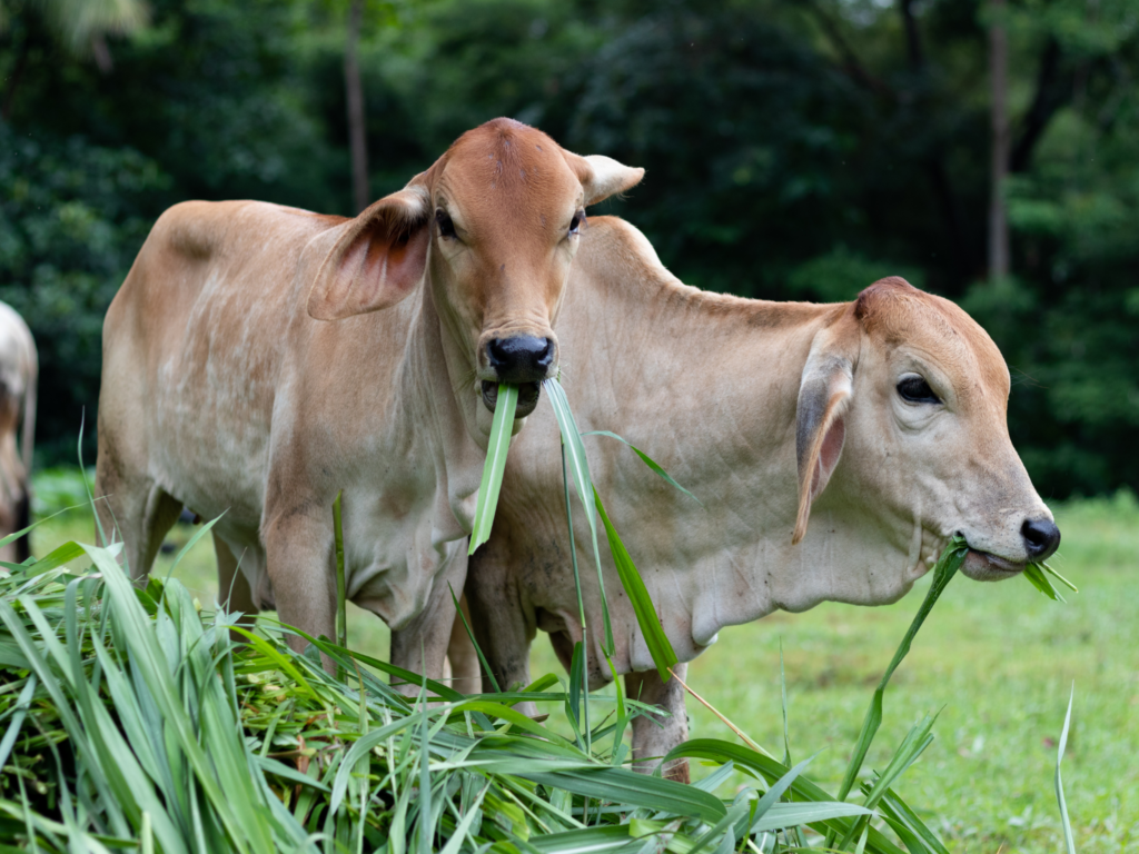 grass fed beef climate change
