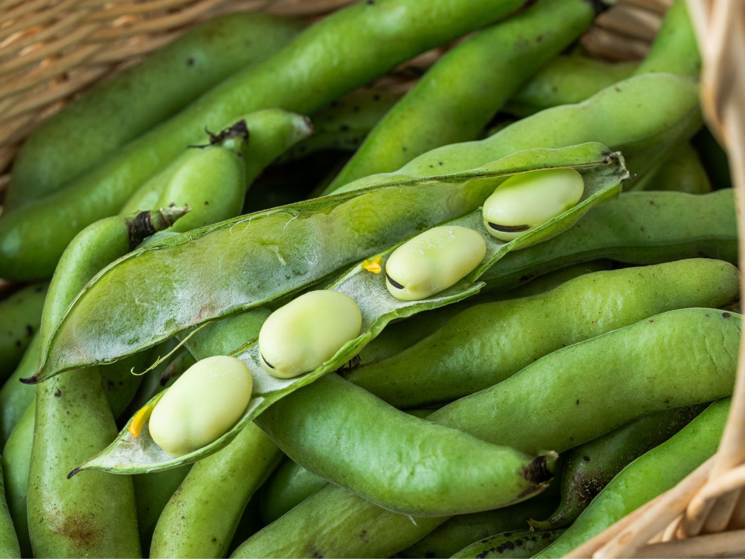 Phytokana Lands $330M in Sales Agreements to Support Fava Bean Protein ...