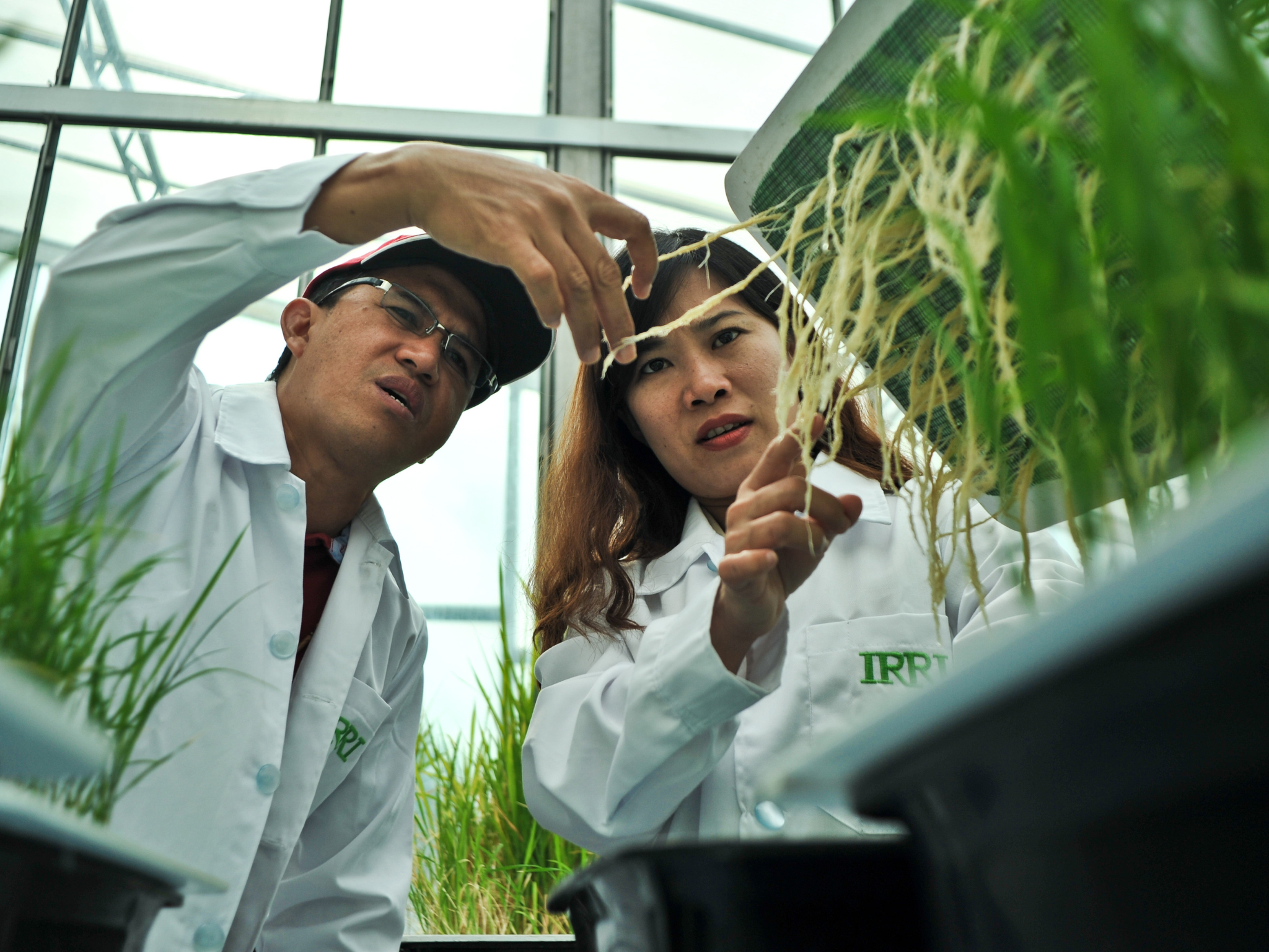 rice methane emissions