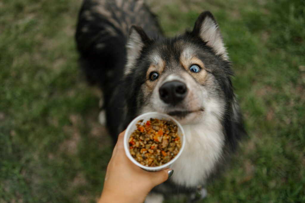 dog food salad