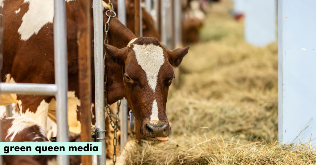 Low-Welfare, Planet-Harming: Food Insiders Blast UK Meat Industry’s Surge in Factory Farming