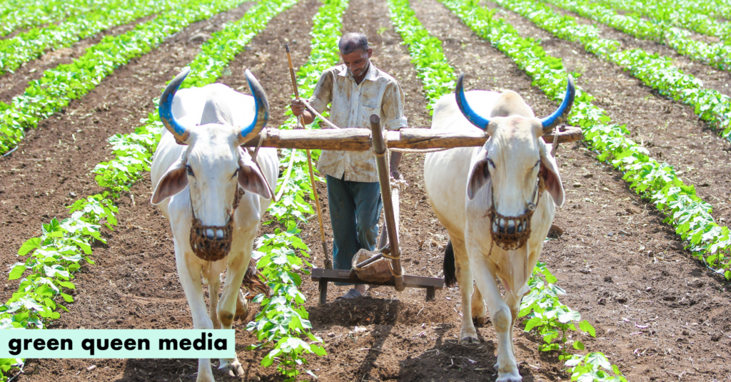 New Competition Seeks Breakthrough Solutions to Decarbonise Asia’s Beef & Dairy Sector