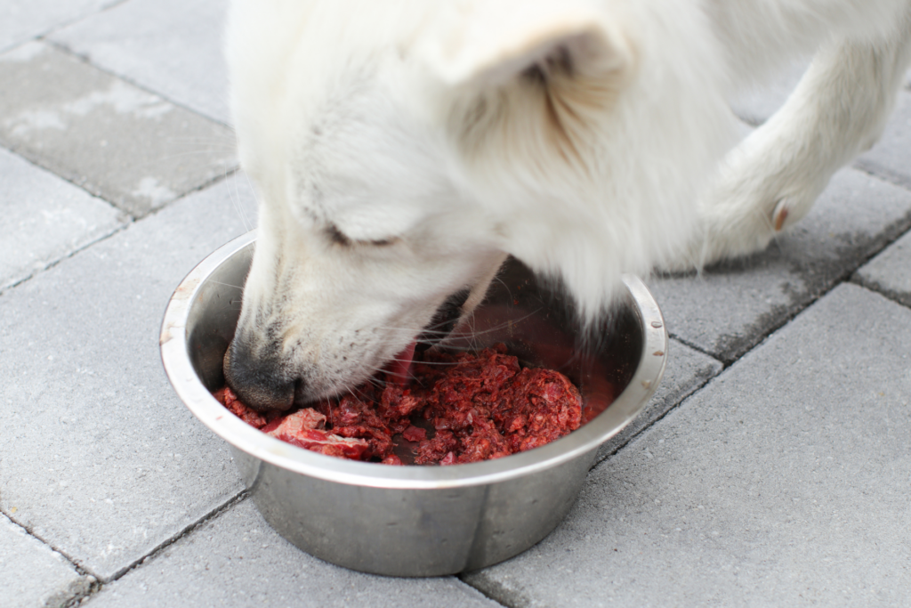 carbon footprint of dog food