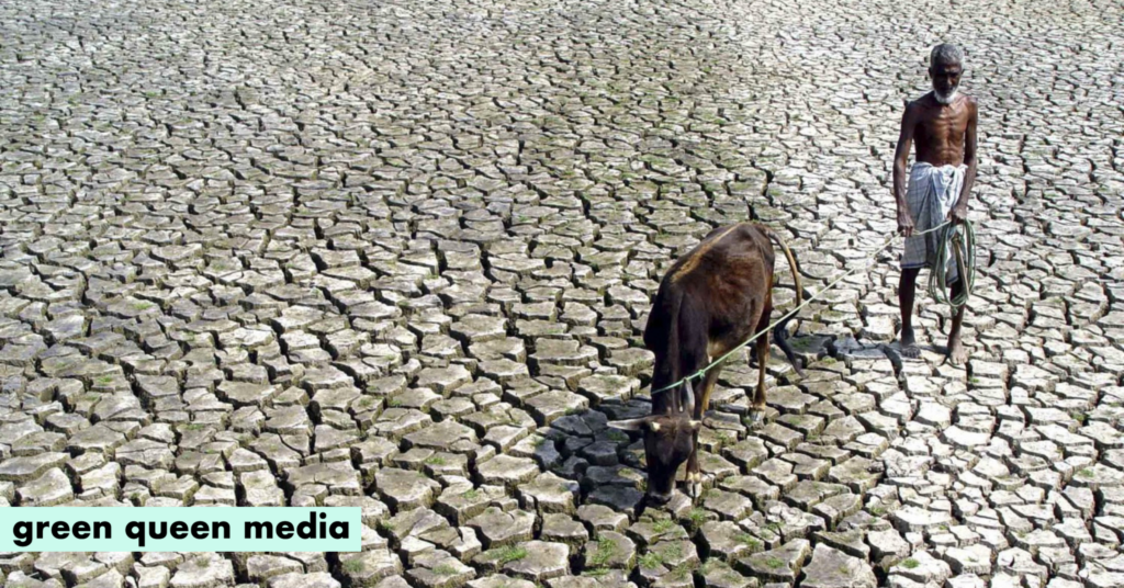 India’s Dairy Crown Comes At A Heavy Cost: To The Climate, Cows & Those Who Rear Them