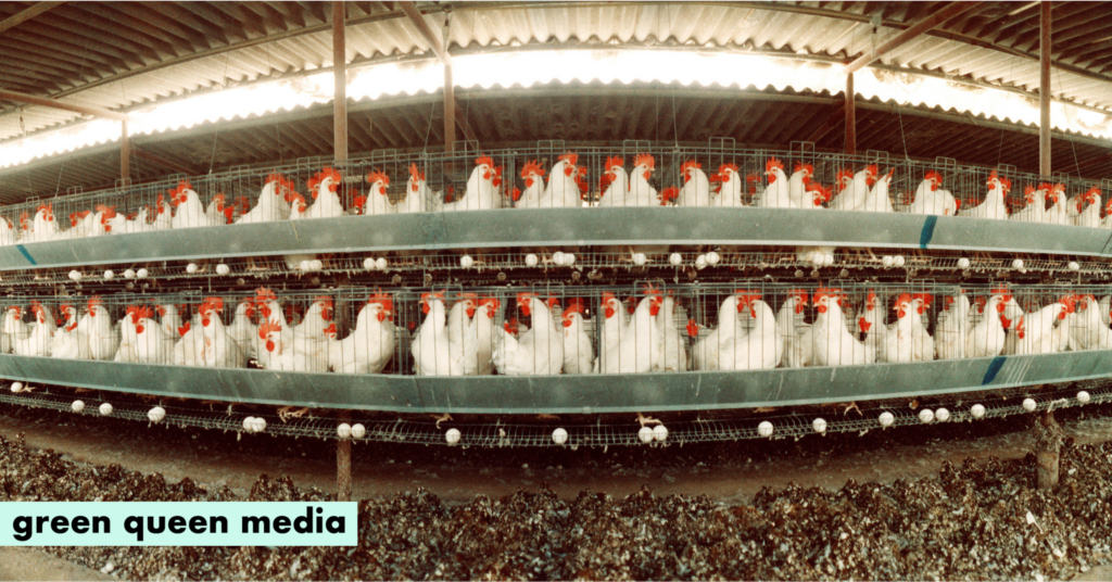 True Cost of Meat: Factory Farming Cuts Nearly Two Years of Life